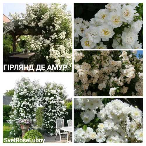 Гірлянд де Амур 