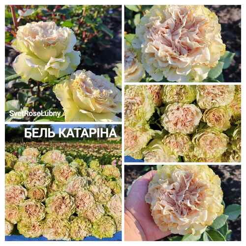 Бель катарина
