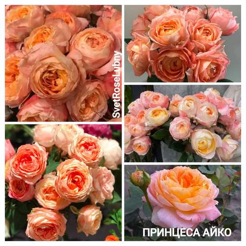 Принцеса Айко