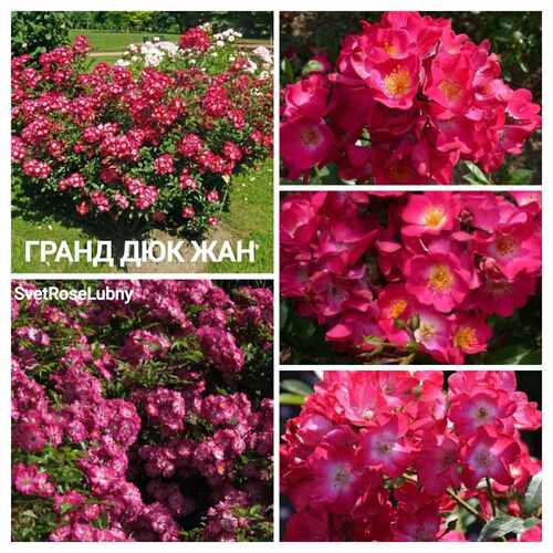 Гранд дюк жан