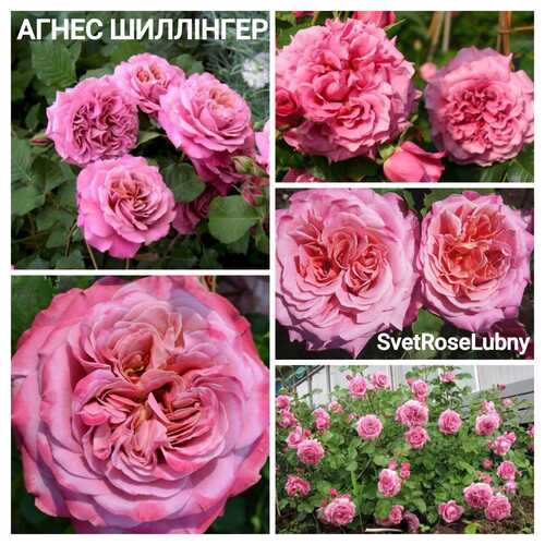 Агнес шиллінгер