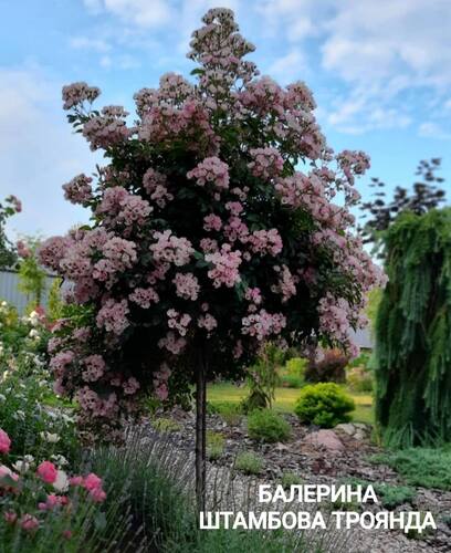 Балерина (Штамбова)
