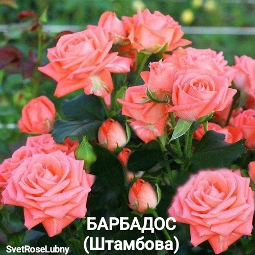 Барбадос (Штамбова)
