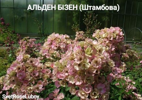 Альден бізен (Штамбова)