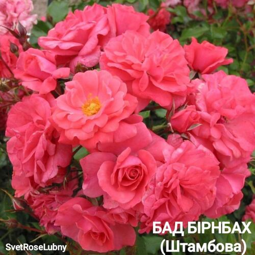 Бад Бірнбах (Штамбова)
