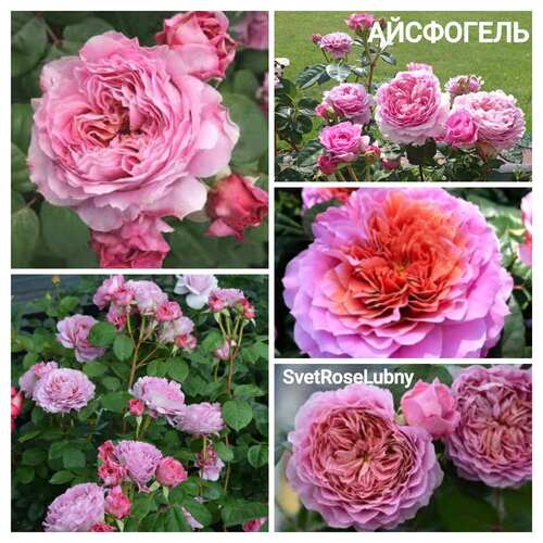 Айсфогель