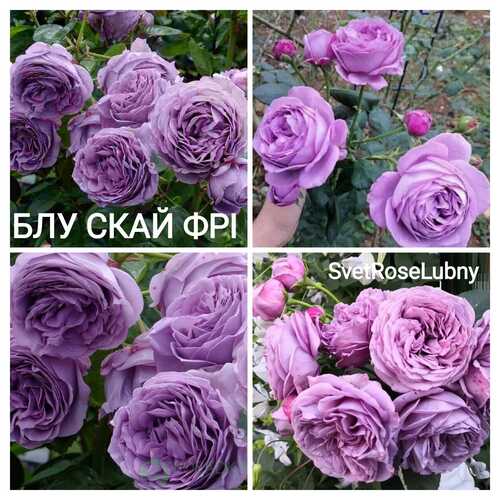 Блу скай фрі