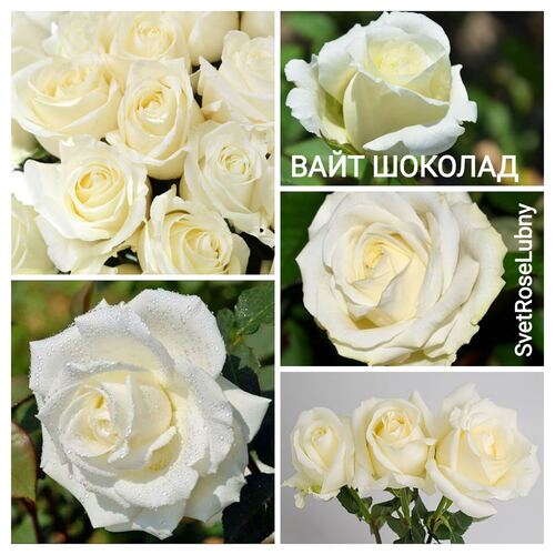 Вайт шоколад