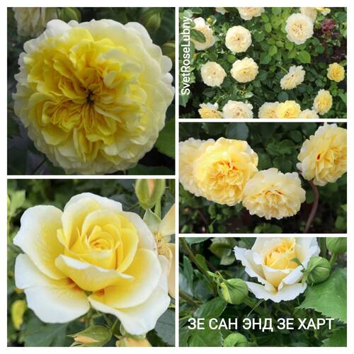 Зе сан енд зе хард