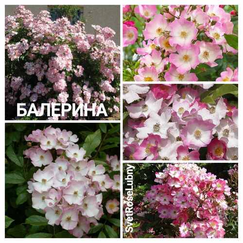Балерина