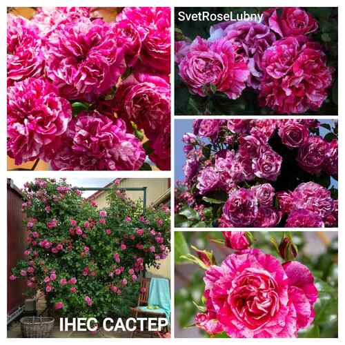 Інес Састер