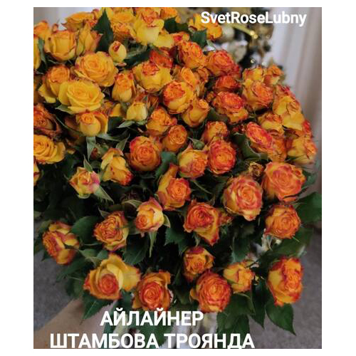 Айлайнер Штамбова троянда