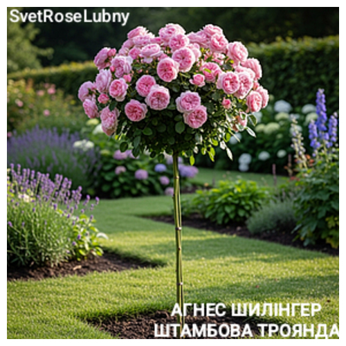 Агнес Шилінгер Штамбова троянда