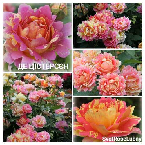 Де цістерсєн