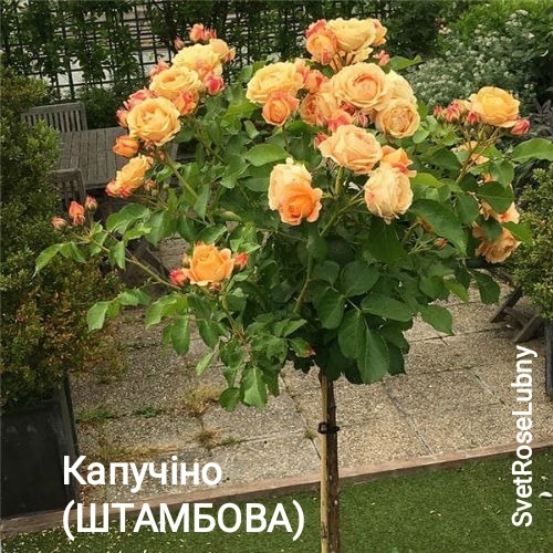 Капучіно